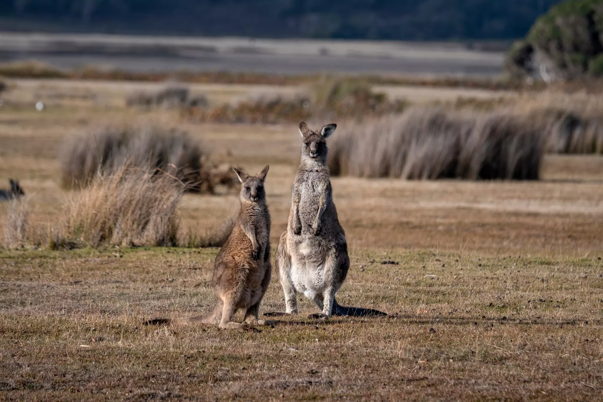 Two kangaroos standing on their hind legs