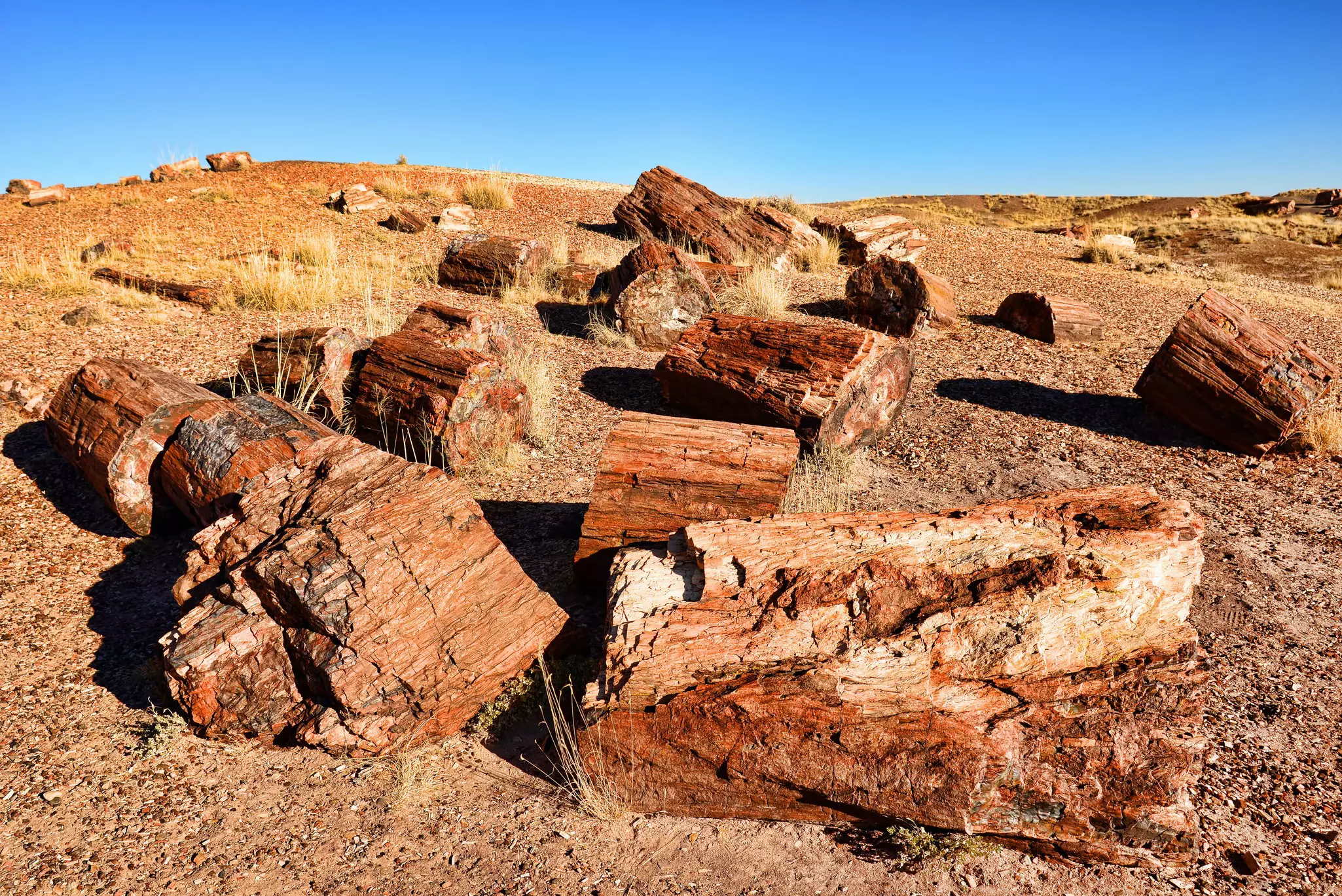 Giant fossilized trees in Petrified Forest National Park, Arizona, USA.