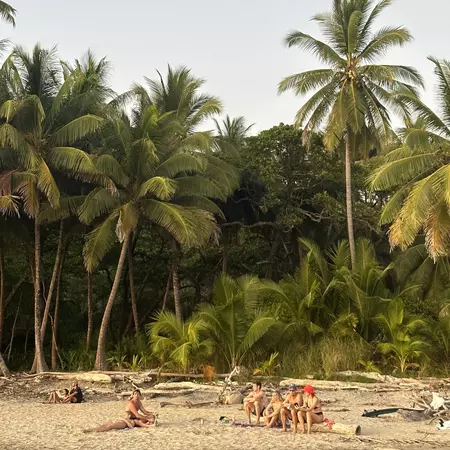 A group of friends sits on logs on a palm-fringed beach.