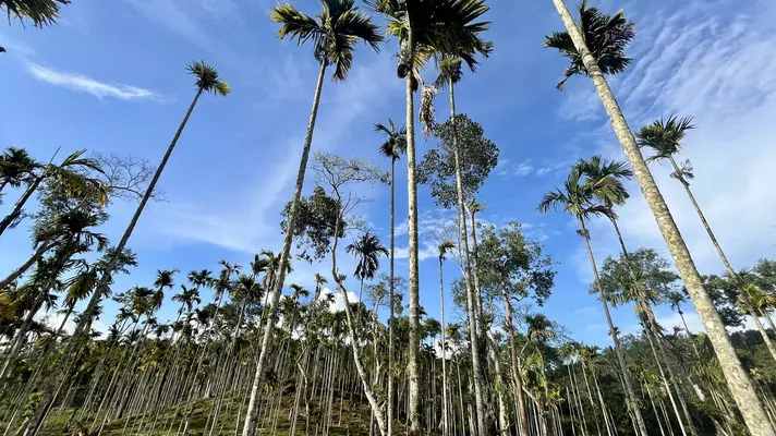 Betel nut growing on palm trees