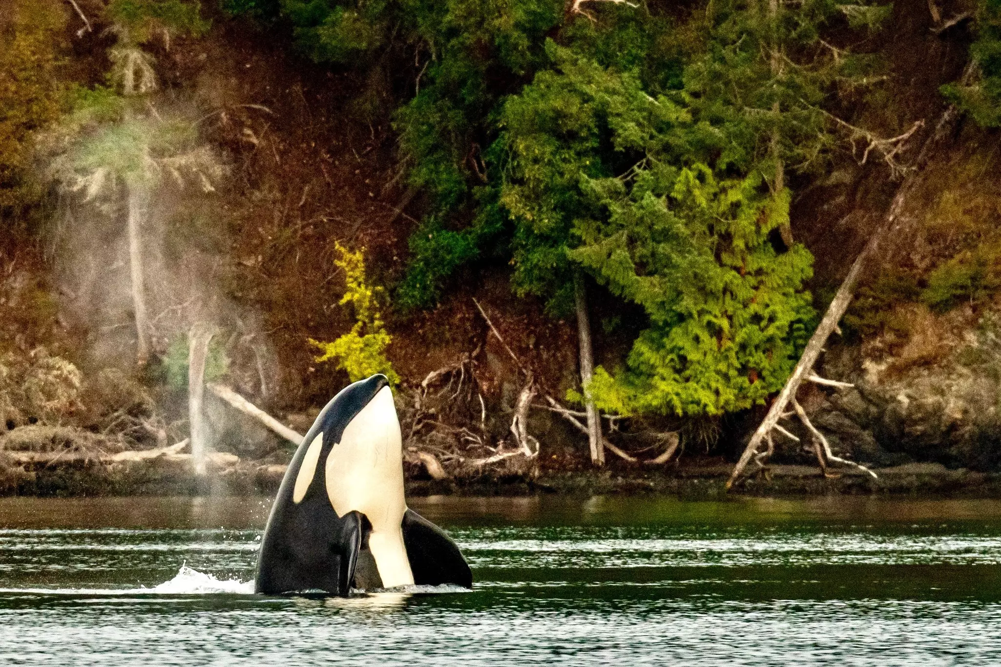 A black and white mammal emerges from the ocean near a forest-covered island.