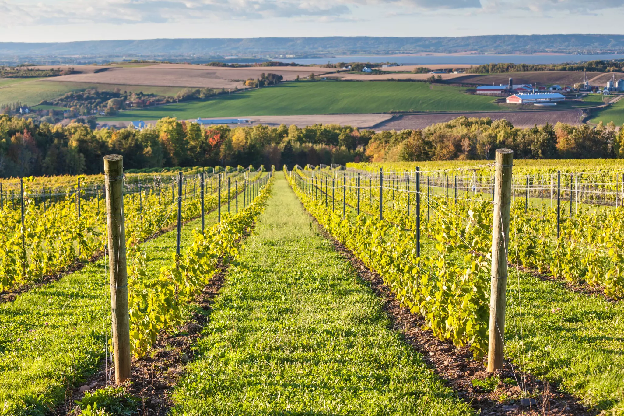 A local vineyard in Wolfville, Nova Scotia