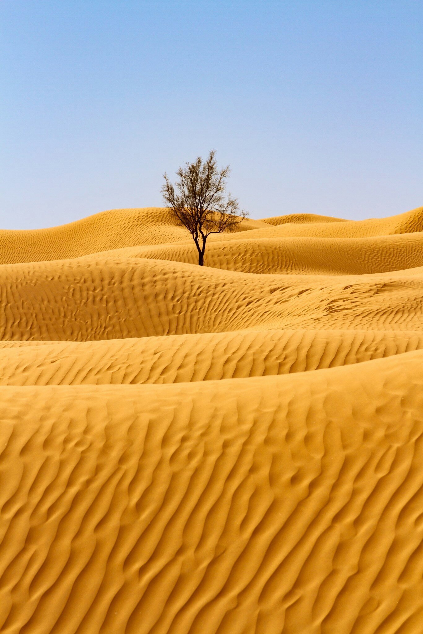 Rolling golden sand dunes with wind ripples and a single bare tamarisk tree under a pale blue sky, Jebil National Park.