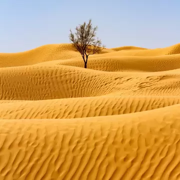 Rolling golden sand dunes with wind ripples and a single bare tamarisk tree under a pale blue sky, Jebil National Park.