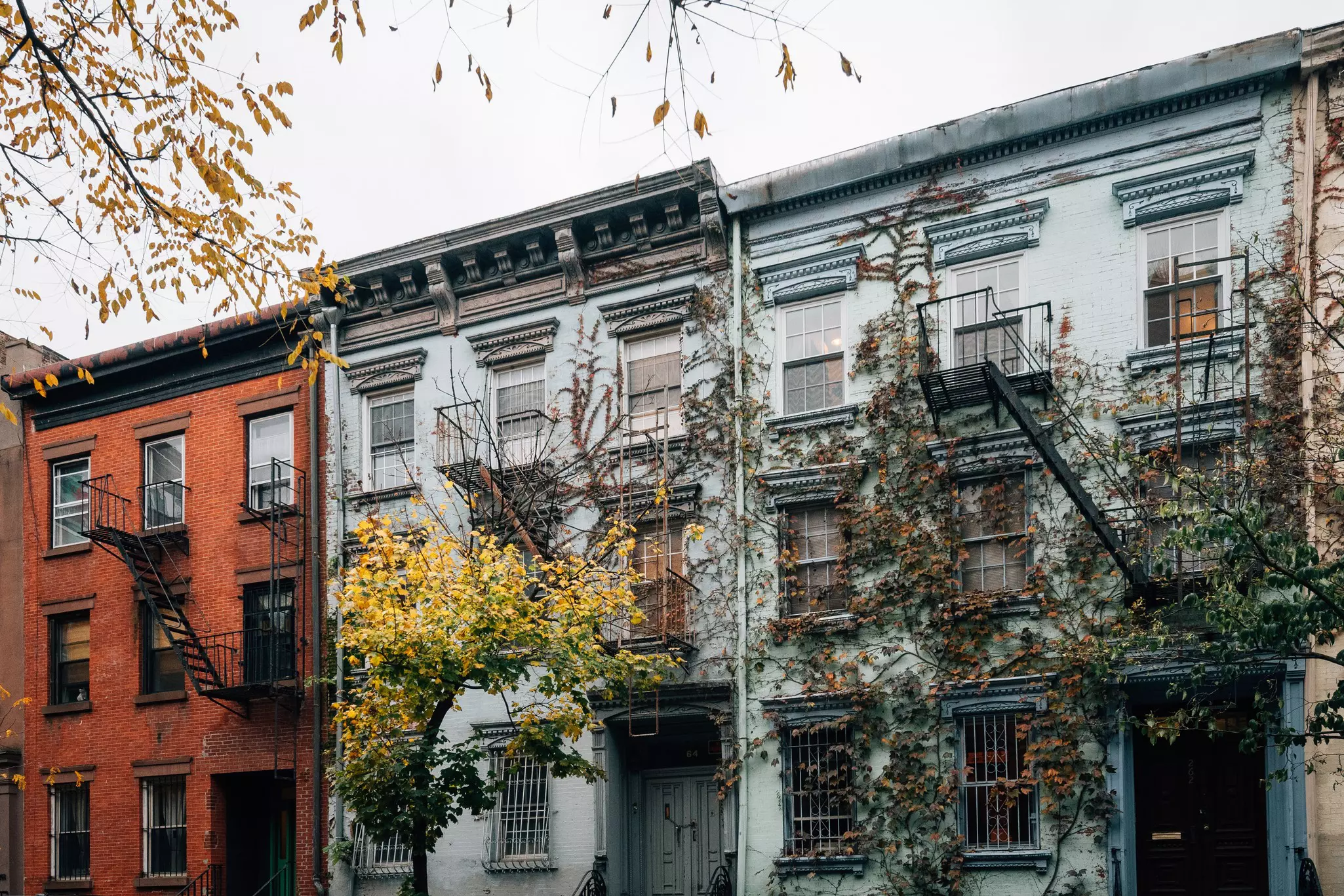 Vines on a residential building in the East Village, Manhattan, New York City