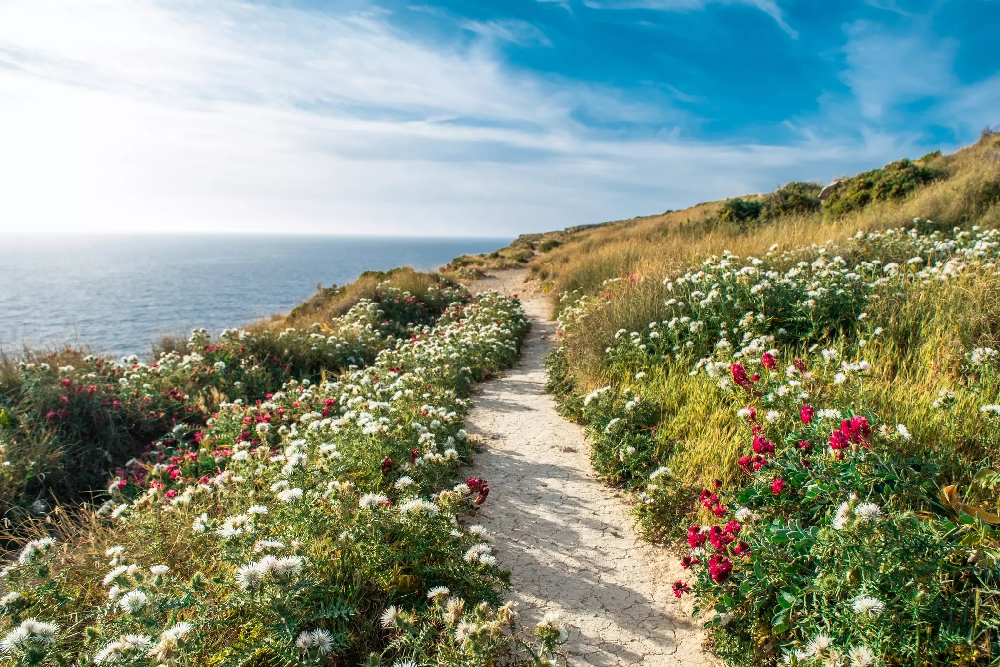 A sandy pathway leads through wildflowers on a cliff top towards the ocean  