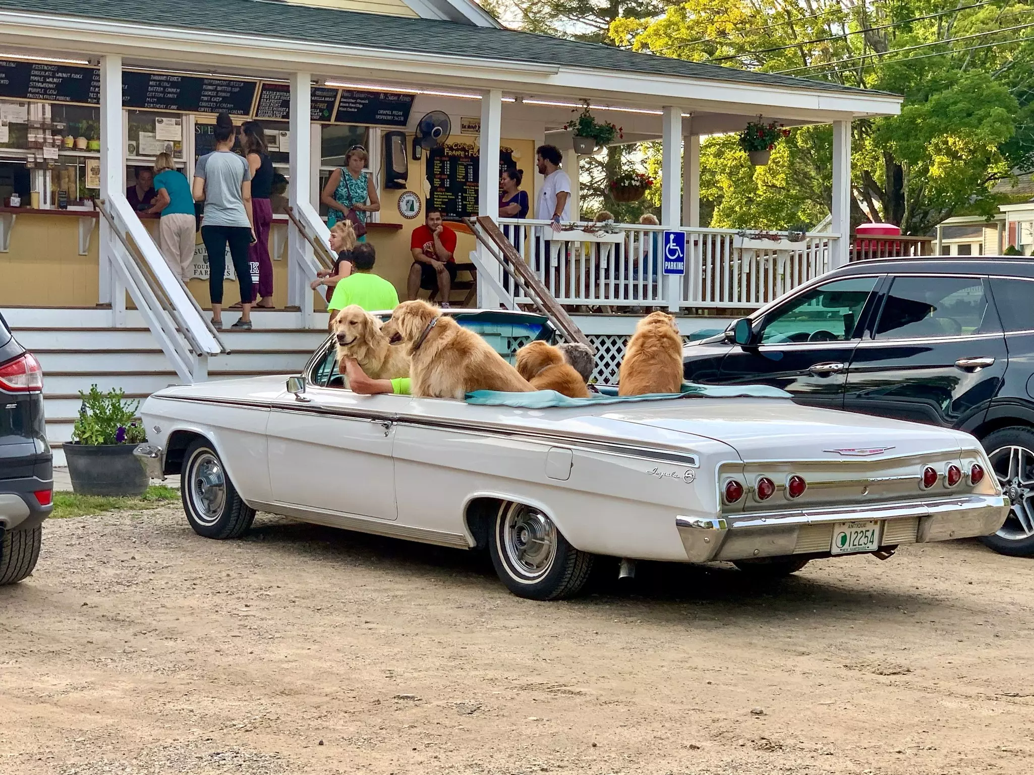 Four golden retrievers eagerly sit in a classic Impala convertible, tails wagging, parked at a roadside ice cream business.