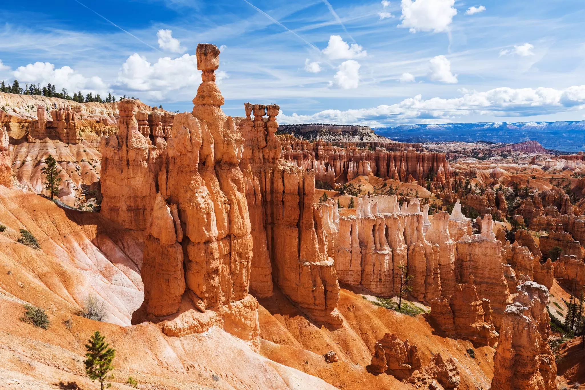 Pink hoodoos in the late afternoon, Bryce Canyon National Park