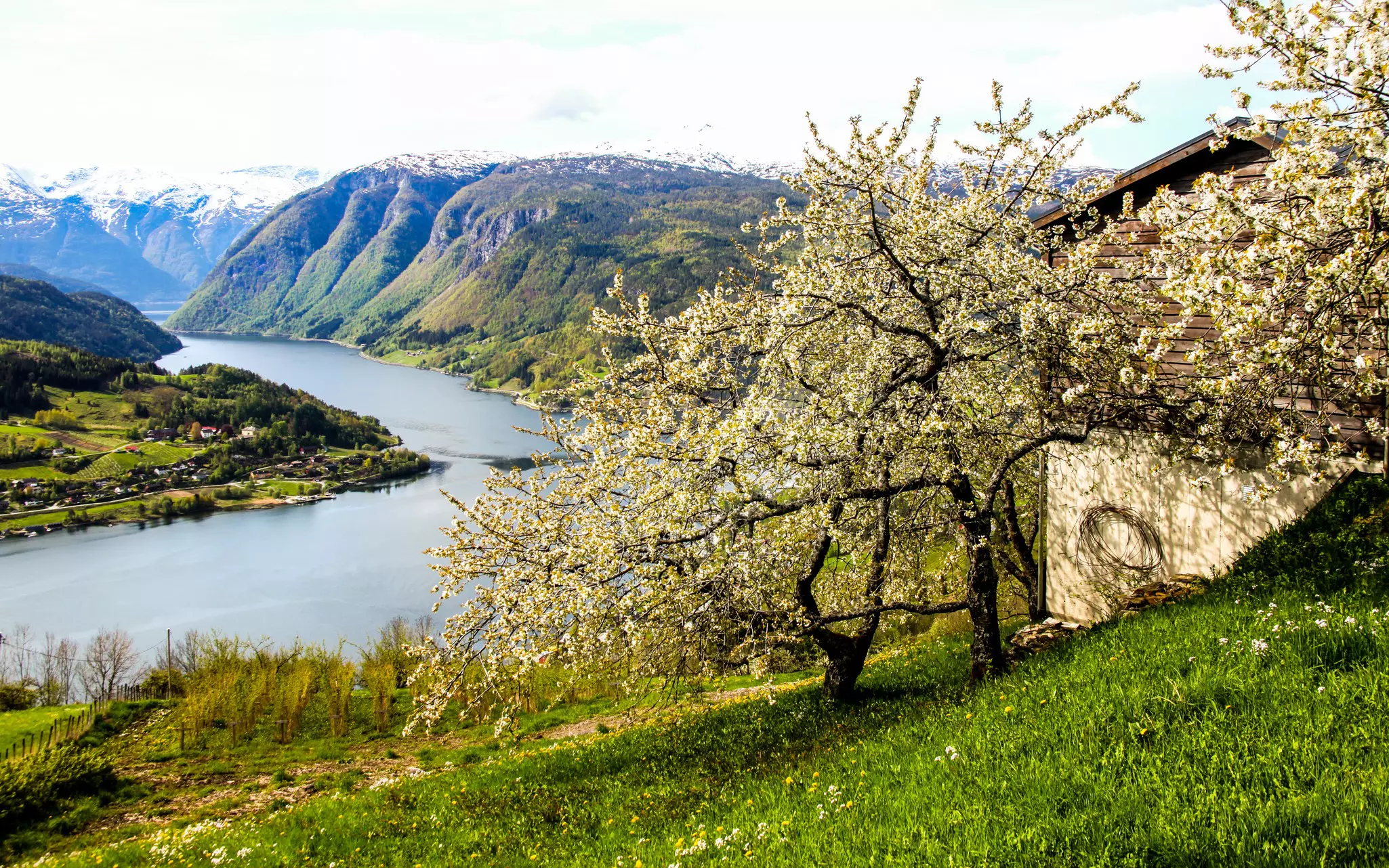 A tree blossoms next to a house above a fjord.