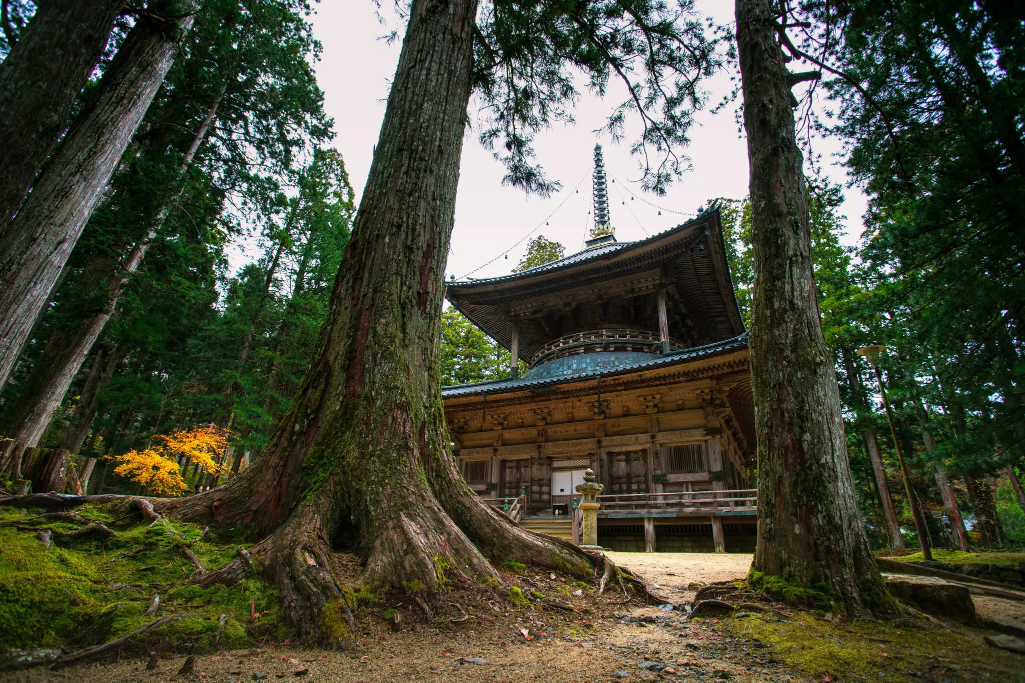 An old temple in Danjo Garan Temple Complex framed by tall trees, Wakayama, Kansai, Japan