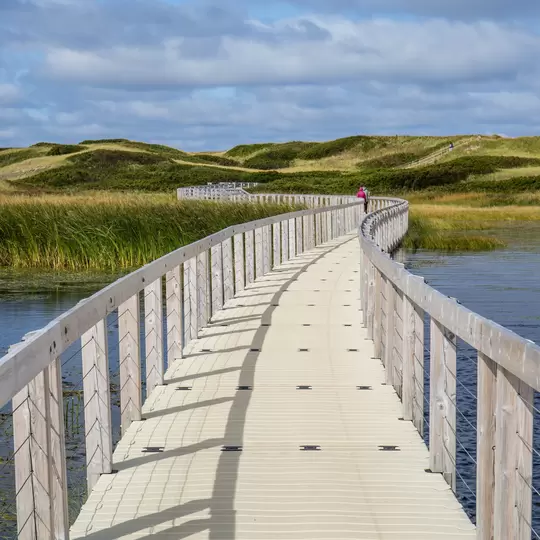 A long wooden boardwalk winds through a marsh landscape towards grassy sand dunes under a blue sky with white clouds on beautiful Prince Edward Island, Canada.  License Type: media  Download Time: 2024-04-04T12:24:39.000Z  