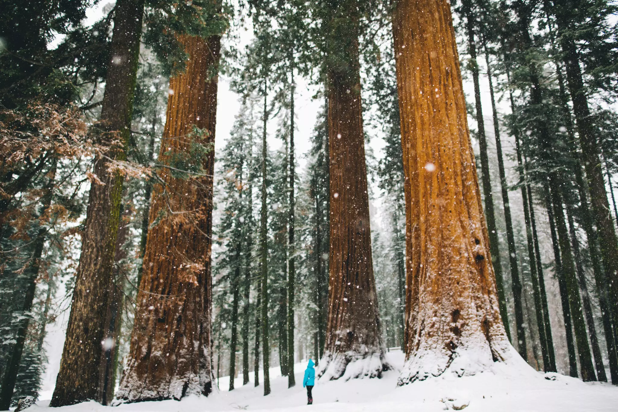 Person scales a redwood tree in California's redwood forest