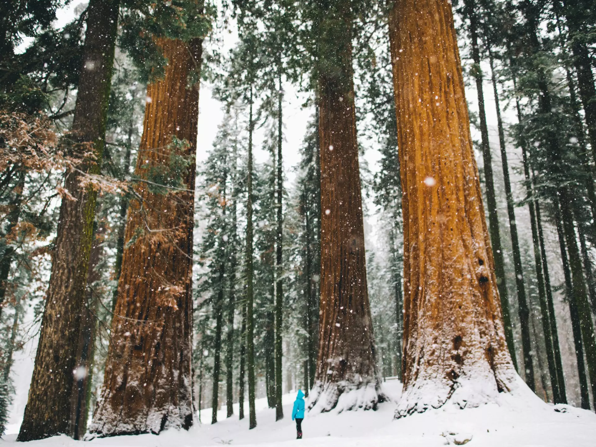 Person scales a redwood tree in California's redwood forest