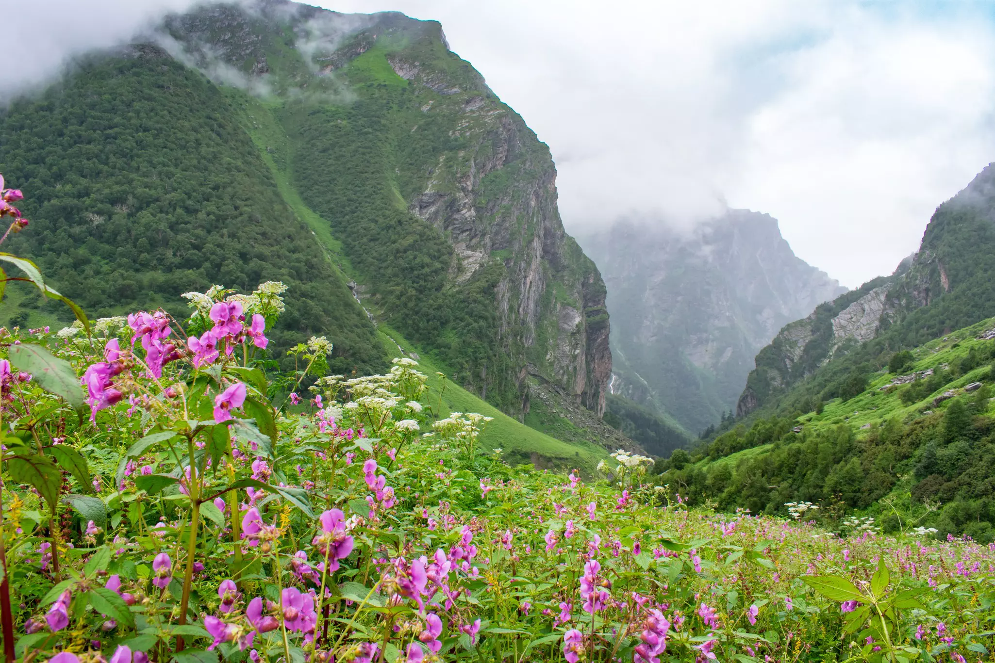 Purple flowers in the foreground with forested, rocky mountains in the distance and low-hanging clouds on a partly sunny day.