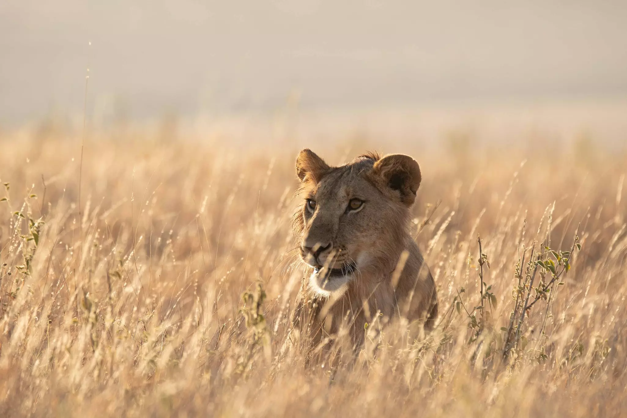 Lions in Lewa Wildlife Conservancy ion Northern Kenya  