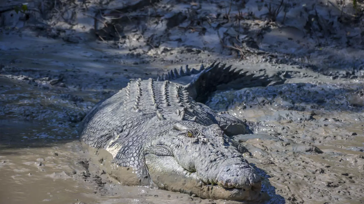 Northern_Territory_Saltwater_Croc.jpg