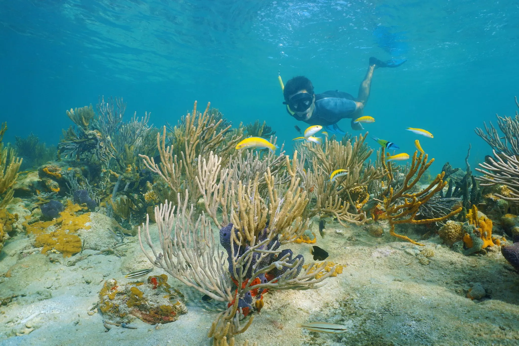 Snorkel along Panama's incredible coral reefs. Seaphotoart/Shutterstock
