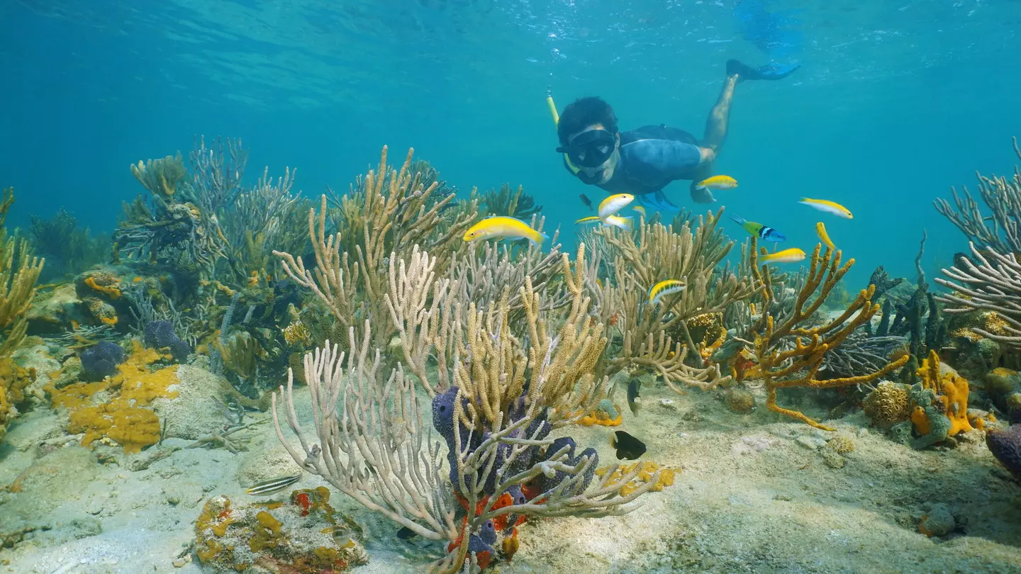 Man snorkeling underwater on a reef with soft coral and tropical fish, Caribbean sea, Panama