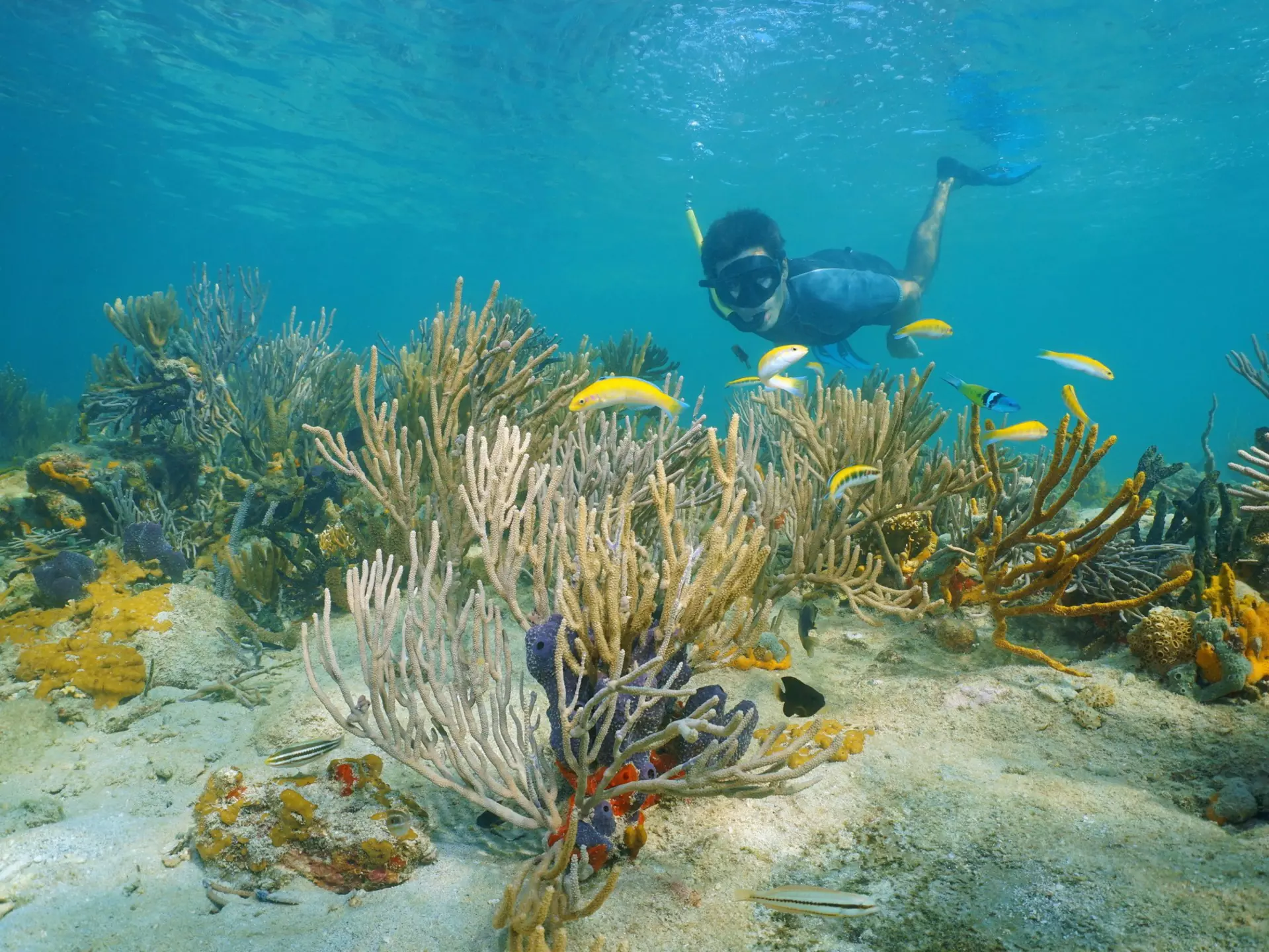 Man snorkeling underwater on a reef with soft coral and tropical fish, Caribbean sea, Panama