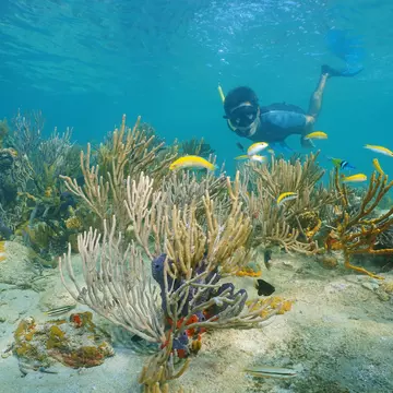 Man snorkeling underwater on a reef with soft coral and tropical fish, Caribbean sea, Panama