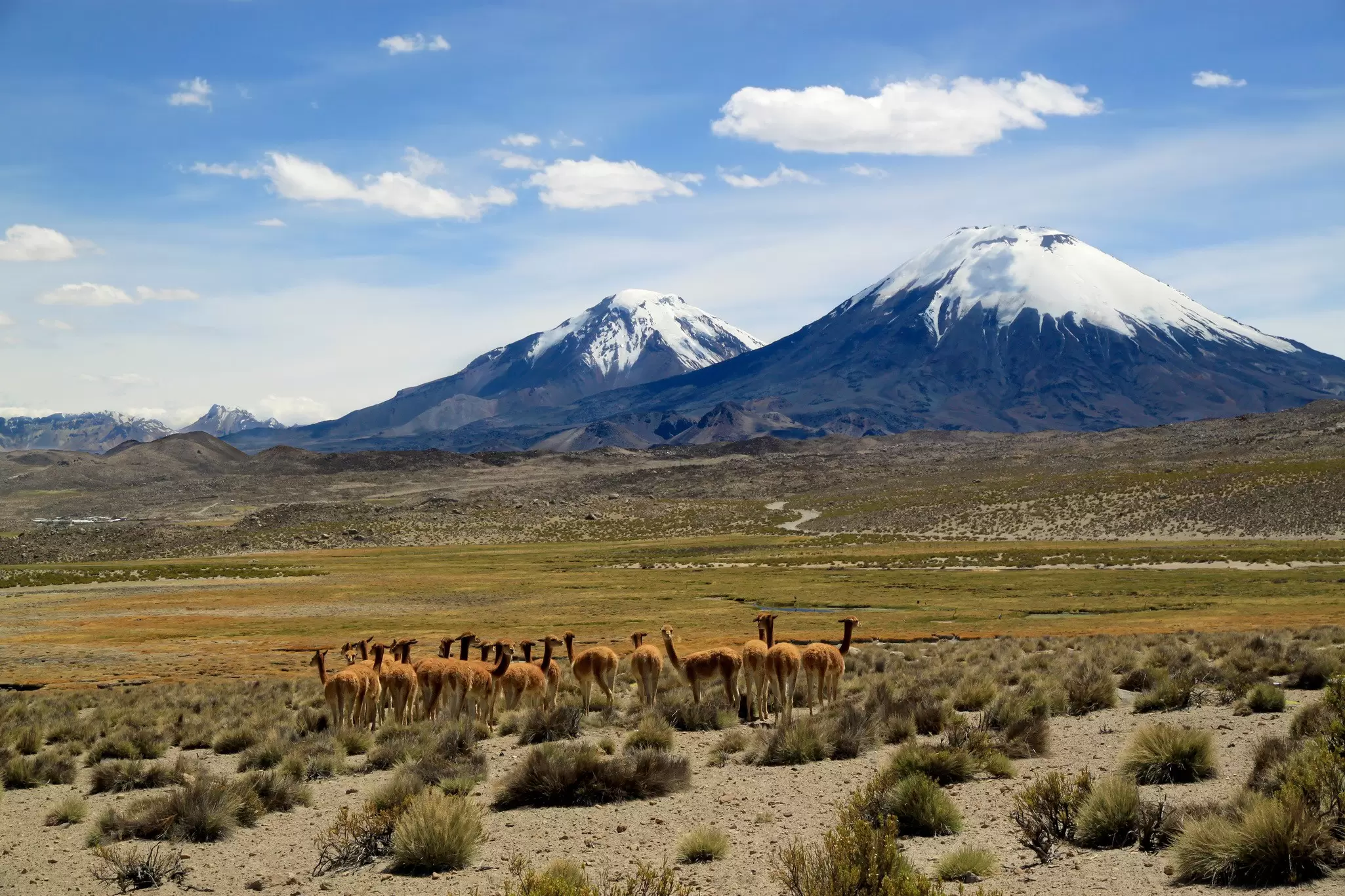 Wild vicunas in Parque Nacional Lauca, Chile. Inga Locmele/Shutterstock