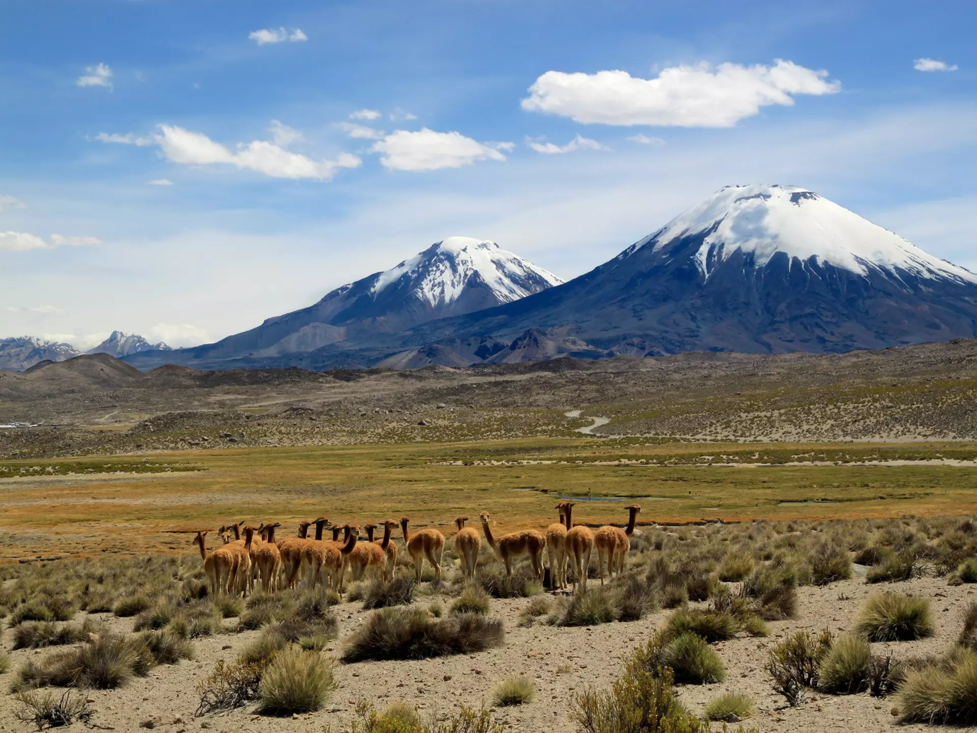 Wild vicunas in Parque Nacional Lauca, Chile. Inga Locmele/Shutterstock