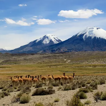 Wild vicunas in Parque Nacional Lauca, Chile. Inga Locmele/Shutterstock