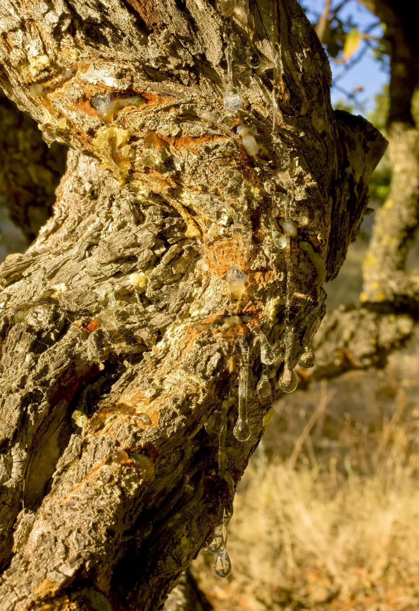 Chios is the only place in the world that produces mastic © G. Filippini / GNTO 