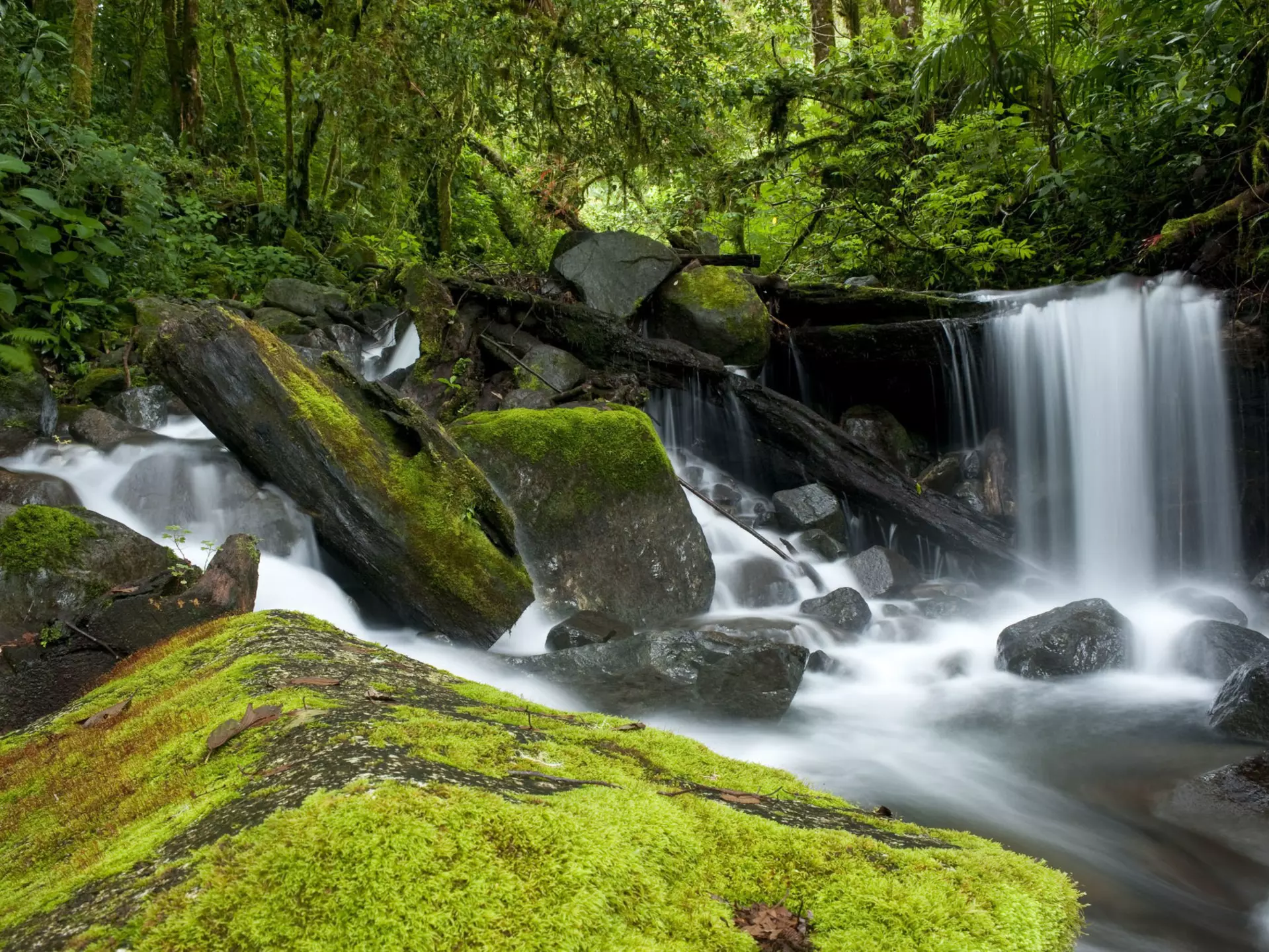Small waterfall in the cloud forest at Parque Internacional La Amistad, Panama