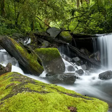 Small waterfall in the cloud forest at Parque Internacional La Amistad, Panama