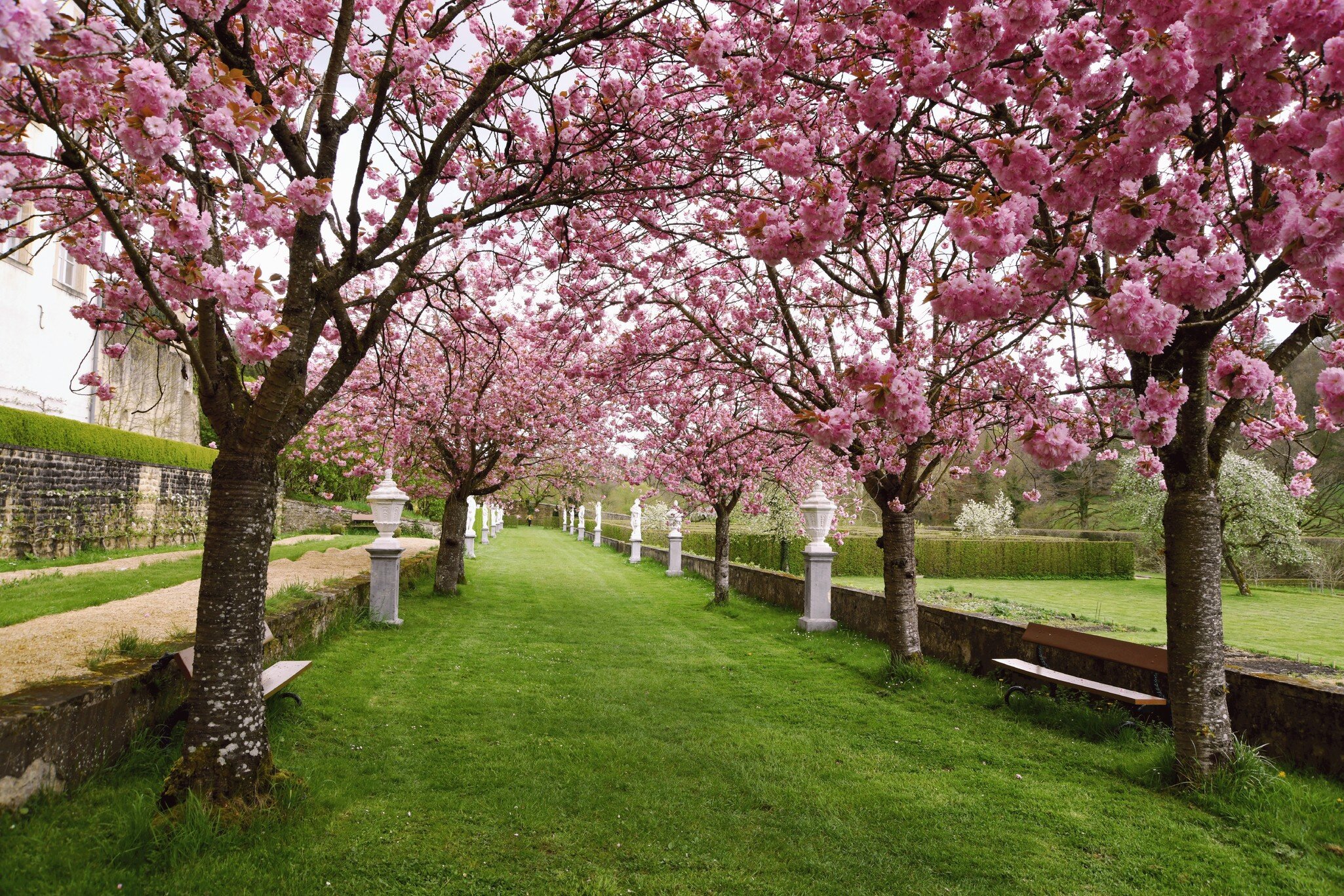 Grass avenue between rows of pink blossom trees with white stone urns on plinths along a low wall.