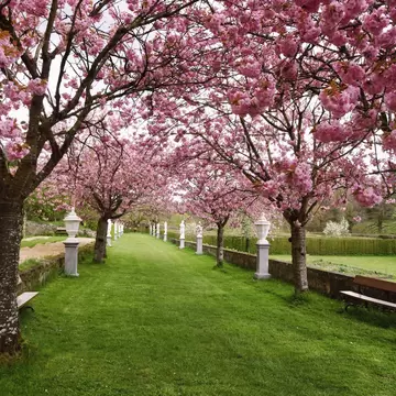 Grass avenue between rows of pink blossom trees with white stone urns on plinths along a low wall.