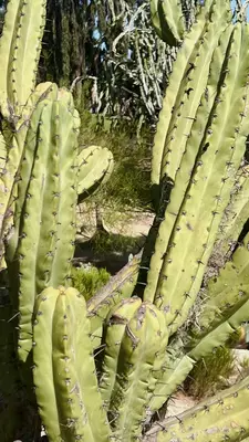 Close-up of cactus plants on a sunny day.