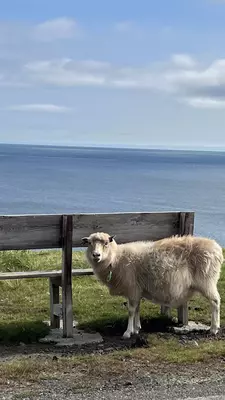 A sheep gazes at the camera with a bench and the ocean behind