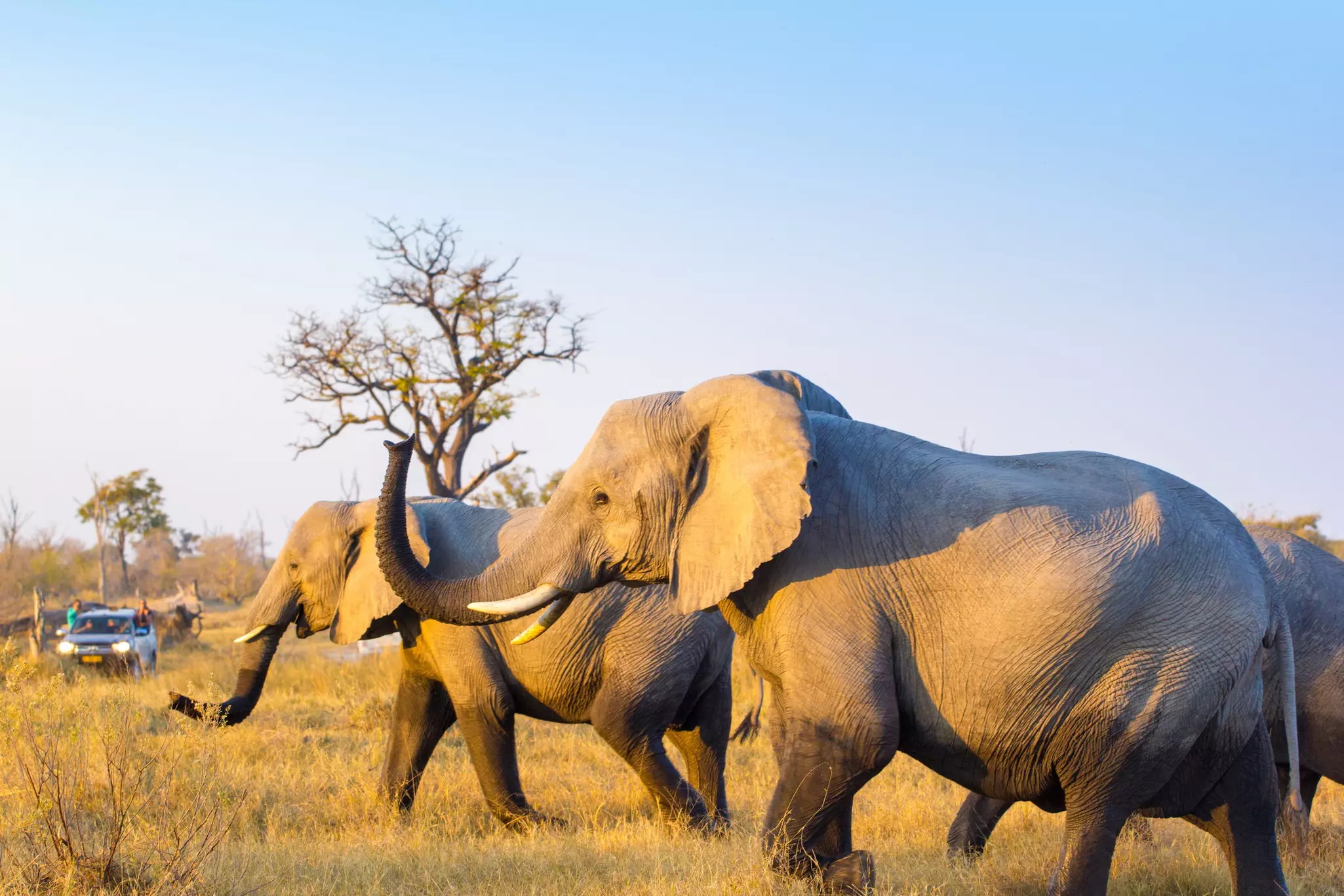 The western fringes of the Okavango Delta are filled with elephants © Francesco Ricca Iacomino / Getty Images