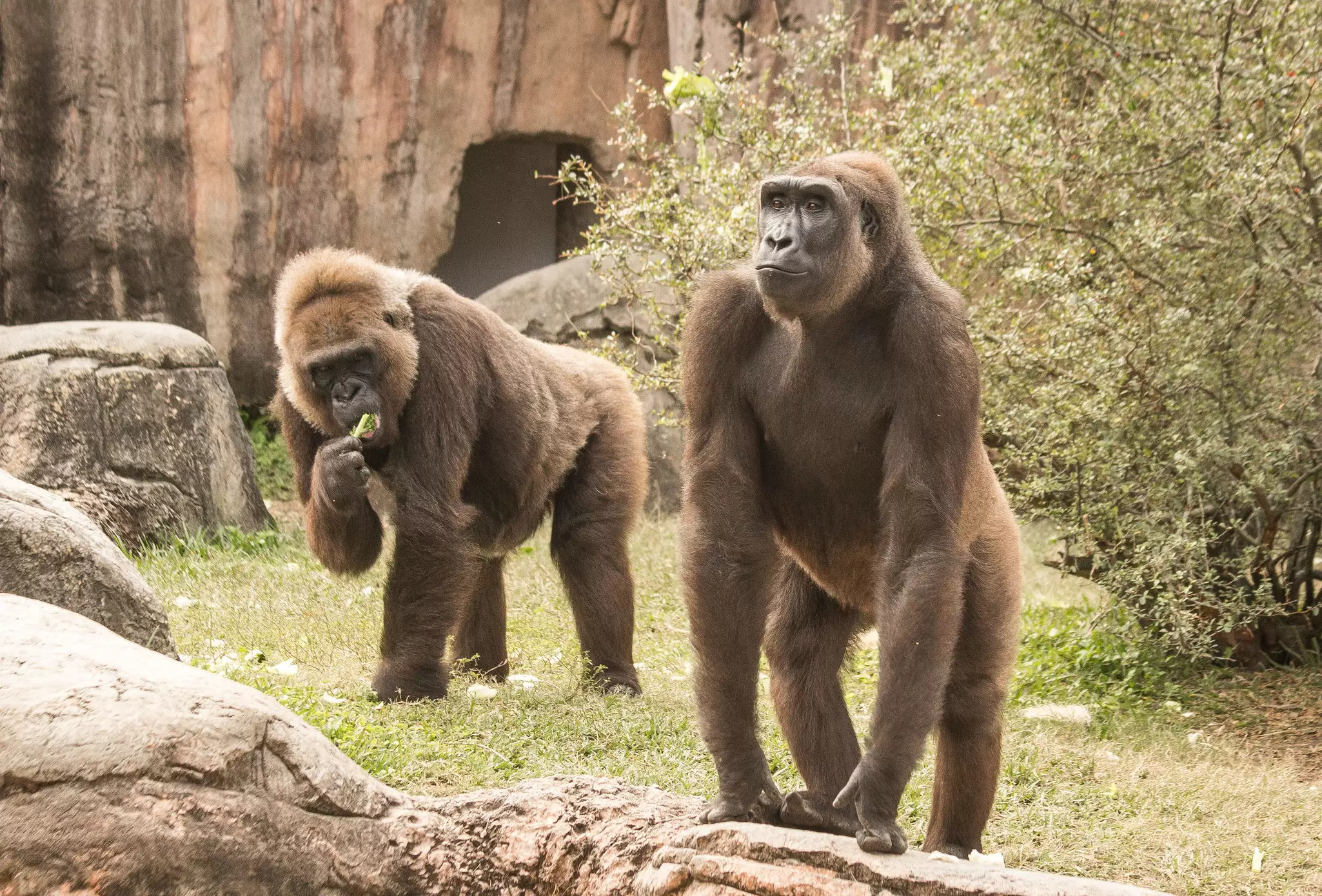 View of gorillas at Audubon Zoo in New Orleans, Louisiana.