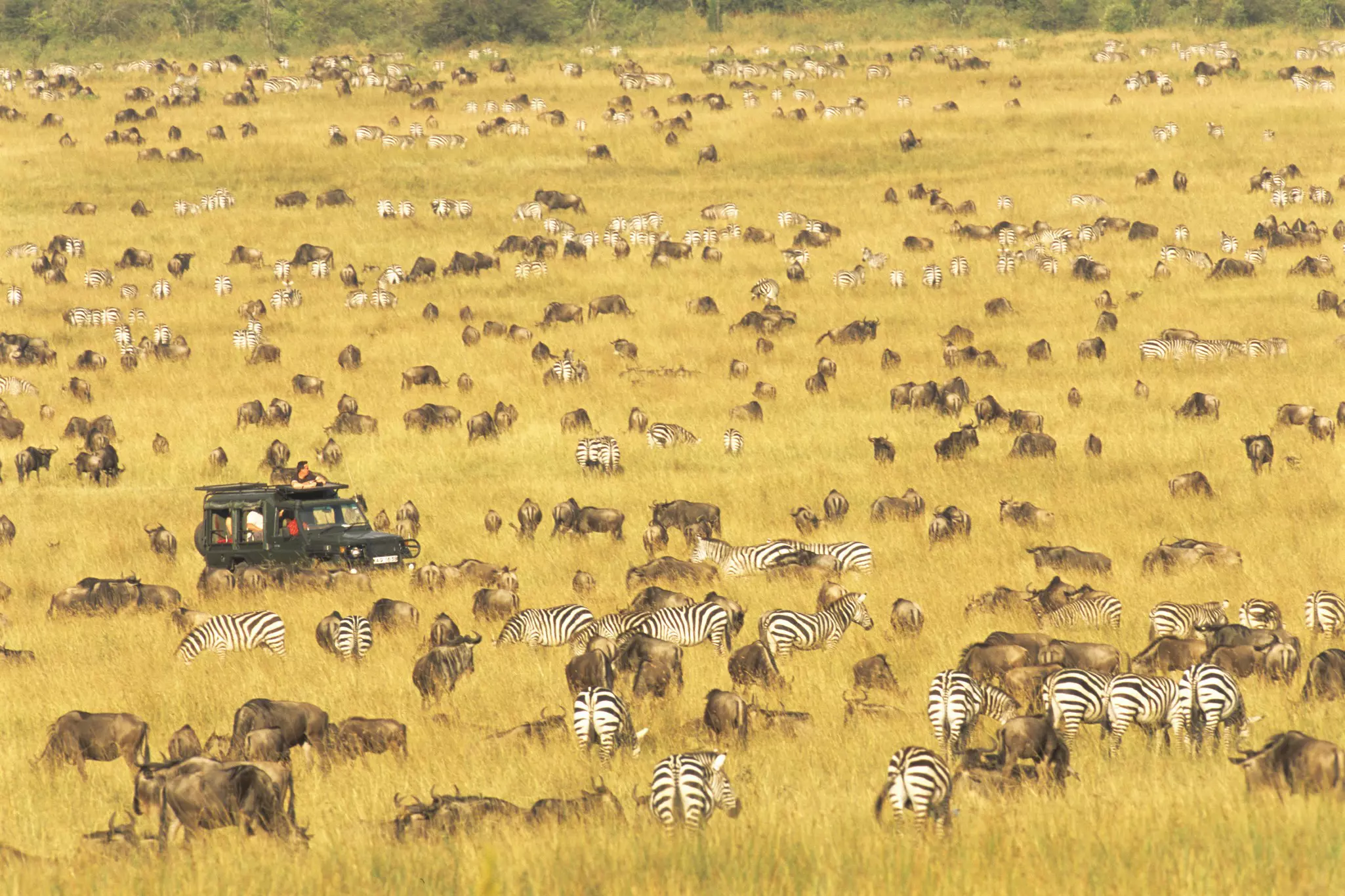 Tourists in a safari 4WD watching wildebeest and common zebras in the Masai Mara, Kenya.