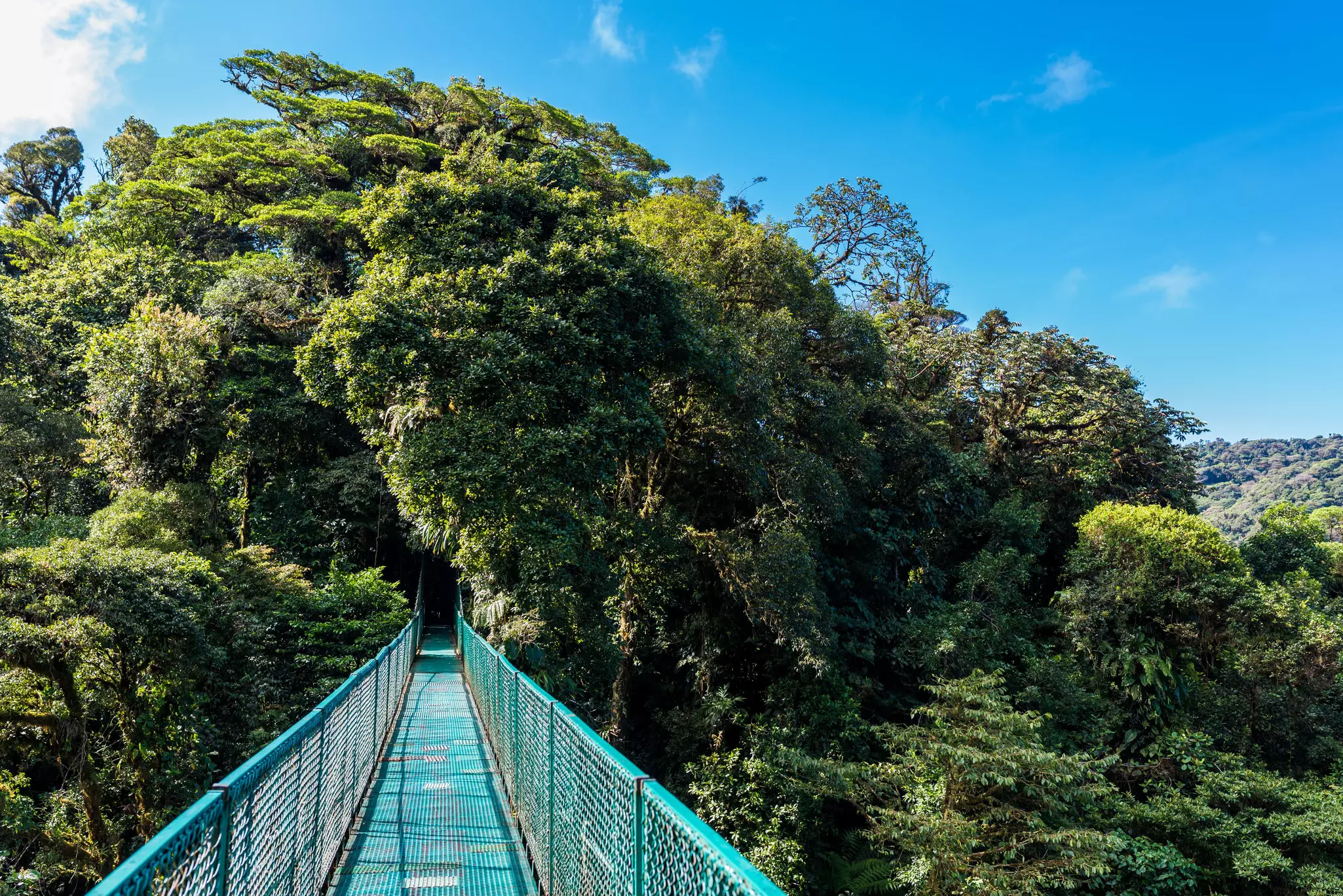 A turquoise hanging bridge cuts through the rainforest in Costa Rica in Santa Elena. 