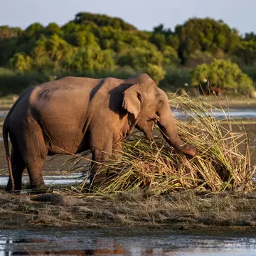 Wild elephants roam the jungles and marshes of Kumana National Park
