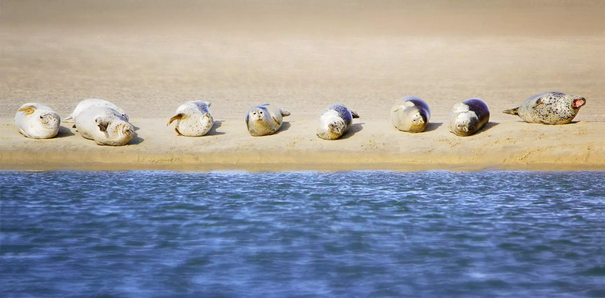 Harbor seals on sand by water.