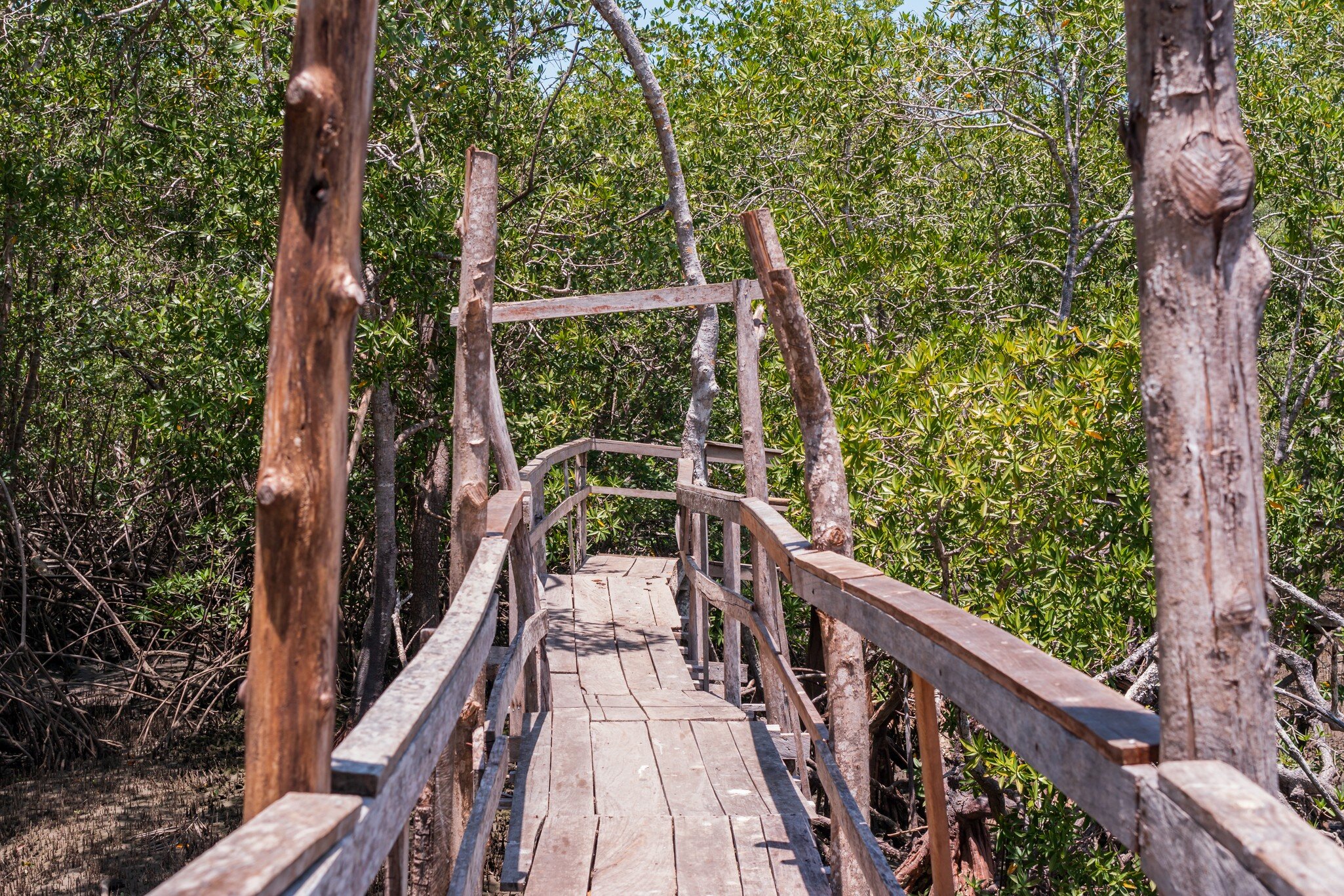 Rustic wooden bridge on the trails of the Curu Wildlife Reserve. Cruising over the estuary and through the mangrove forests. Pacific Puntarenas of Costa Rica.; Shutterstock ID 2019478841;