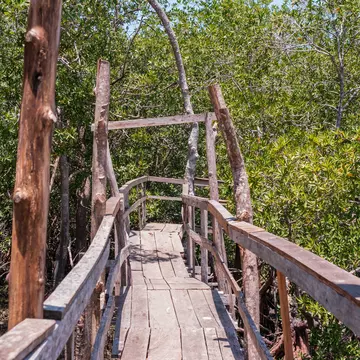 Rustic wooden bridge on the trails of the Curu Wildlife Reserve. Cruising over the estuary and through the mangrove forests. Pacific Puntarenas of Costa Rica.; Shutterstock ID 2019478841;
