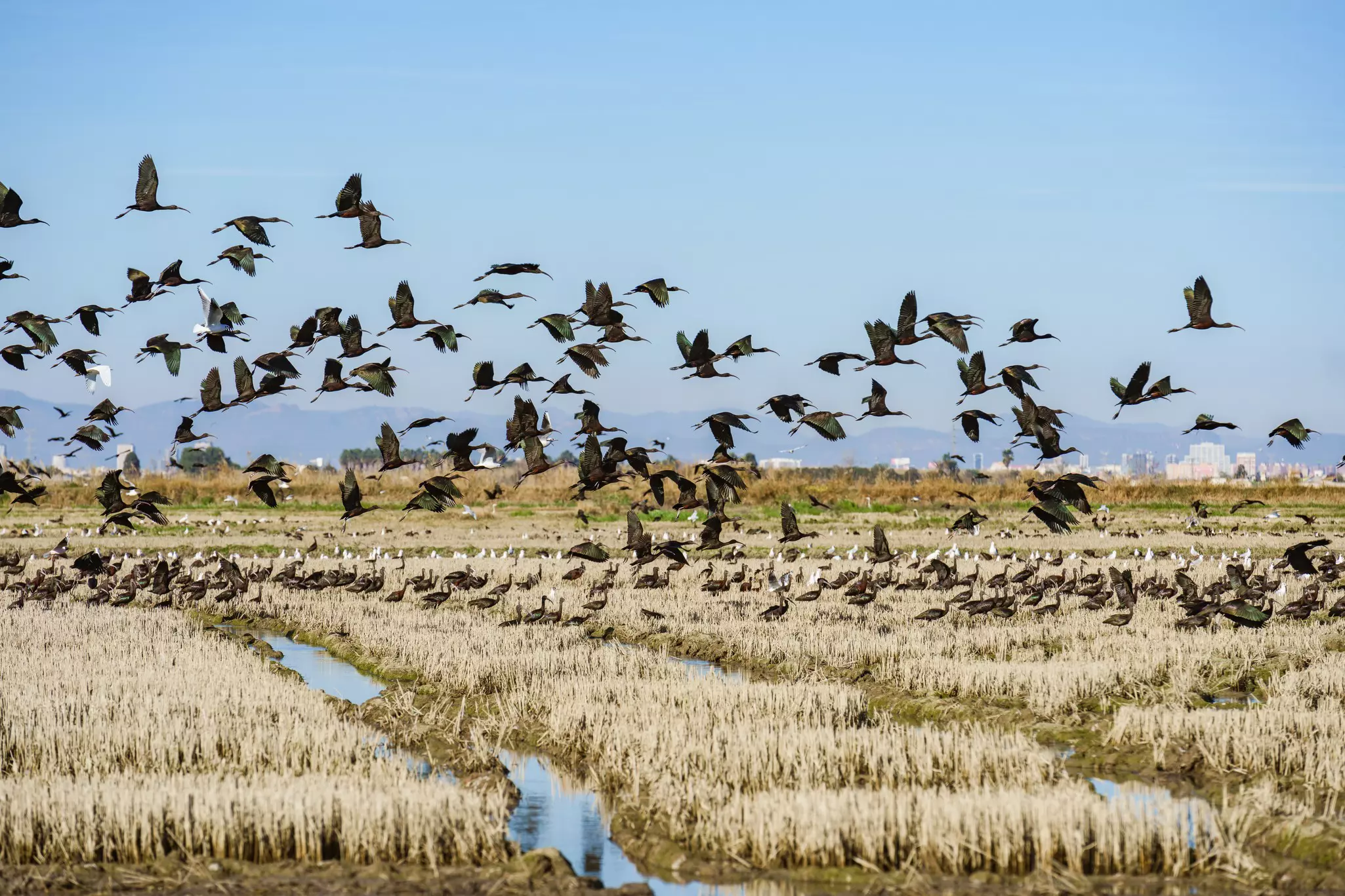 A flock of birds takes flight above a series of rice paddies on the edge of a built-up area