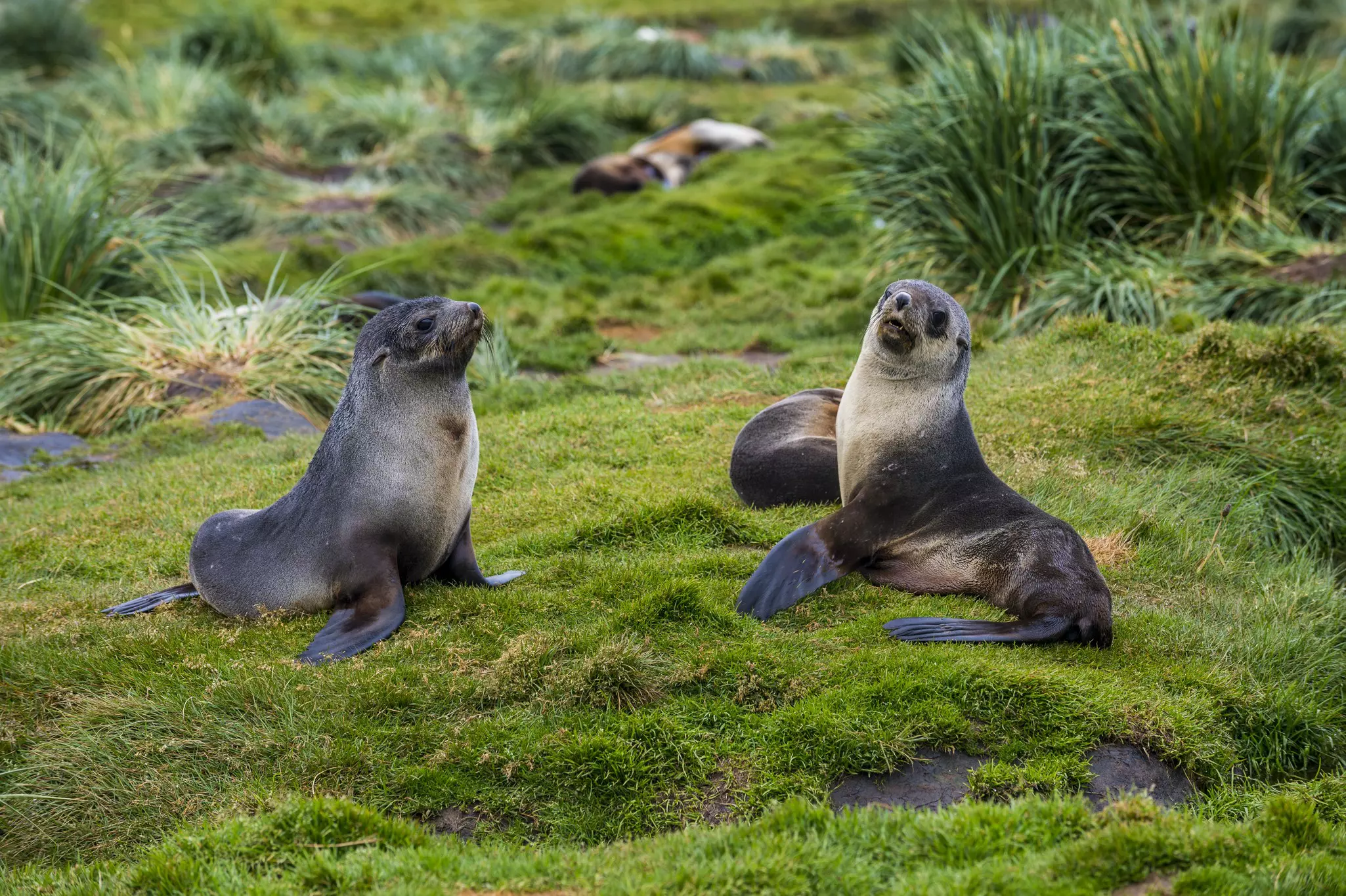 The islands are home to most of the world's sub-Antarctic fur seals ©Getty Images/Westend61