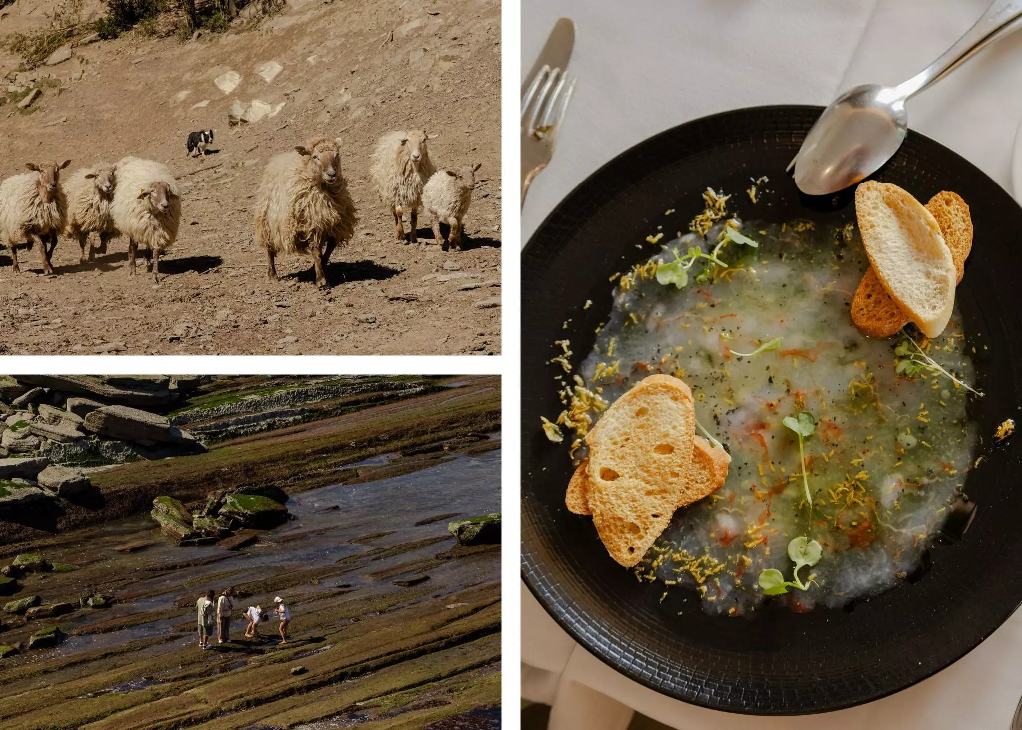 Collage for "Our editors' favorite cameras for travel"

Top left: Sheep at La Cañabla Queso Artesano, a cheese farm in the Spanish Pyrenees. Right: Shrimp carpaccio at Lo Mut in Deltebre, Spain. Bottom left: Flysch de Zumaia, Spain. Rhia Hylton/Lonely Planet (3)