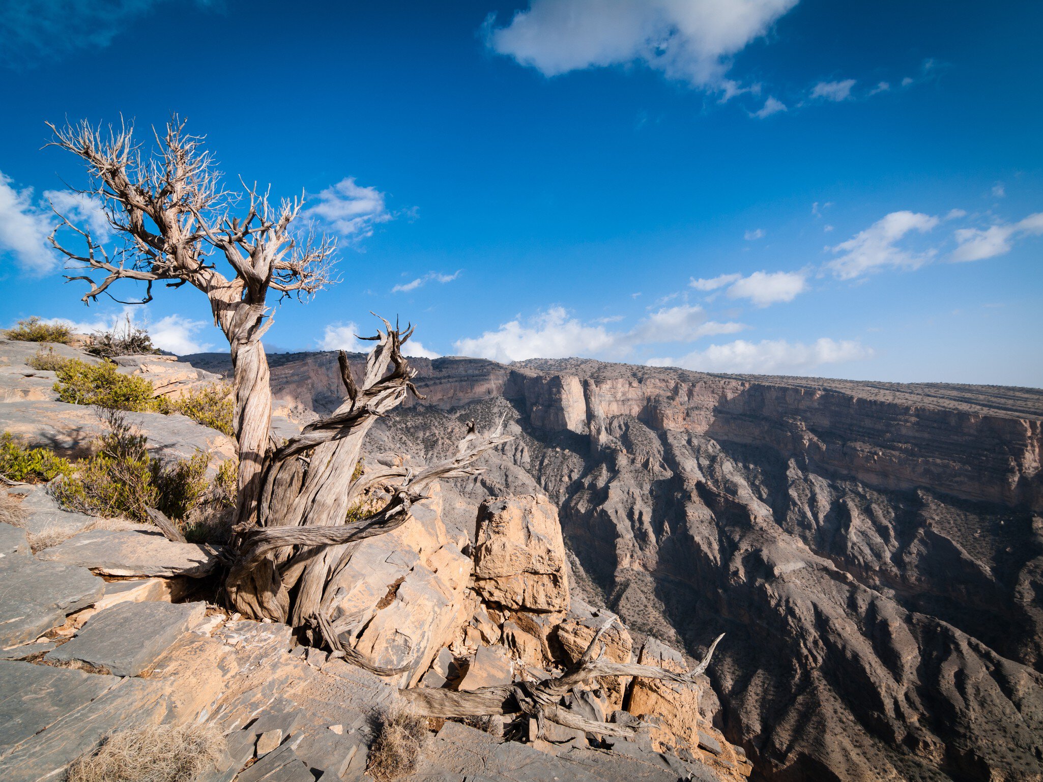 Tree on edge of the "Grand Canyon" of Oman