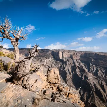 Tree on edge of the "Grand Canyon" of Oman