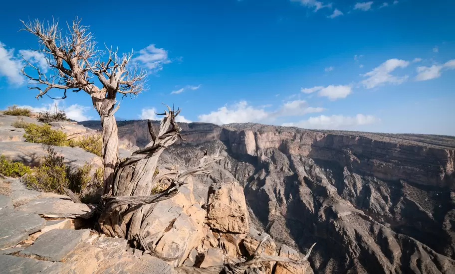 Dead twisted juniper tree on a rocky ledge above a vast layered canyon in Oman's Hajar Mountains under blue sky