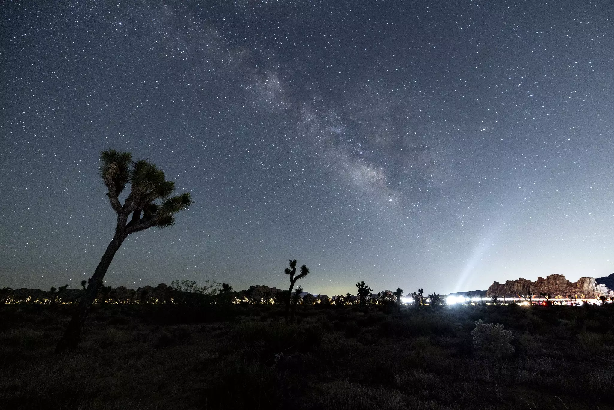 The Milky Way shines over the silhouette of a Joshua tree