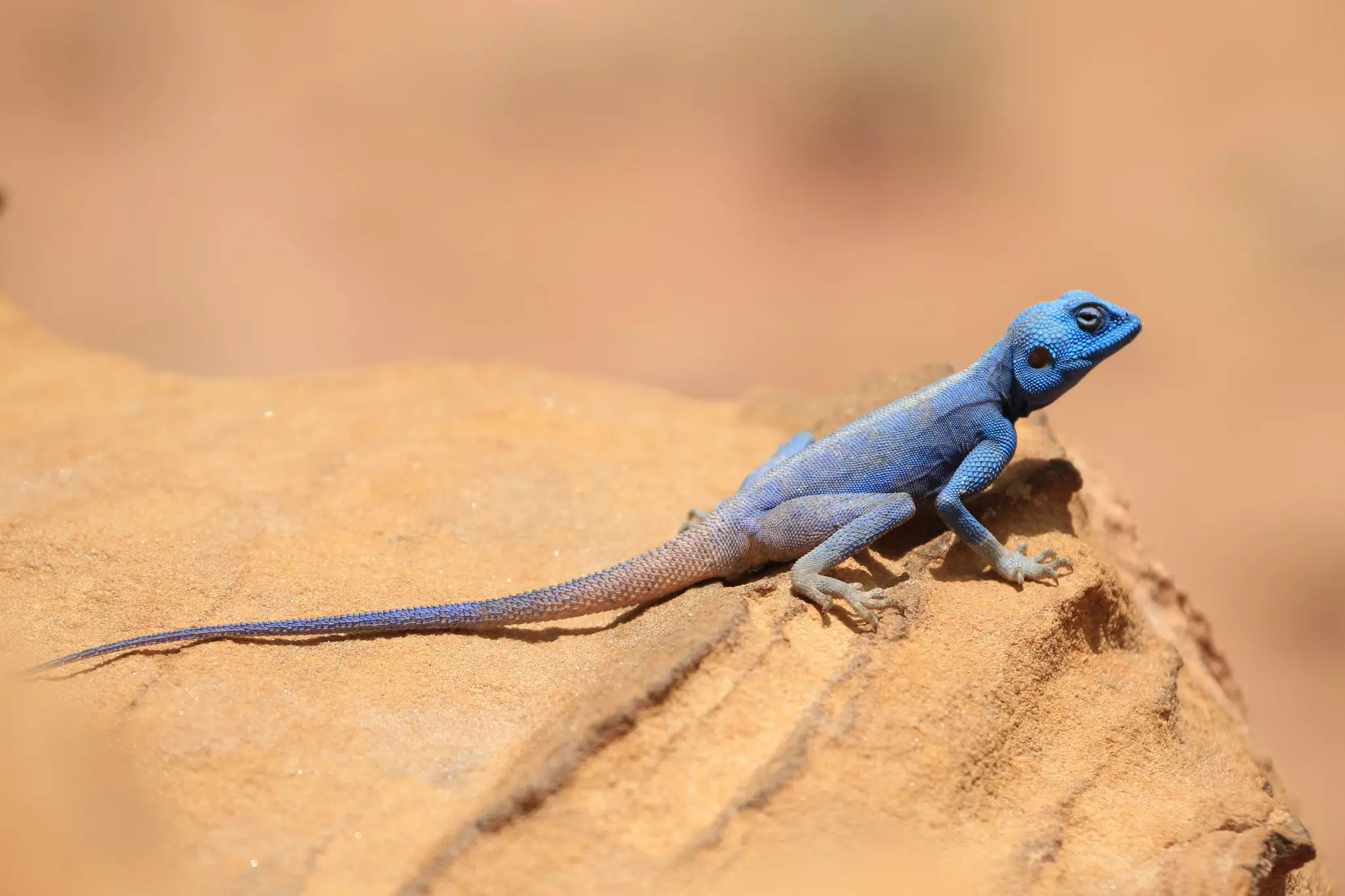 A bright blue sinai agama on a rock
